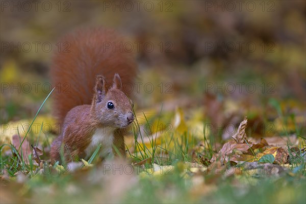 Eurasian red squirrels