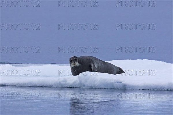 Bearded seal