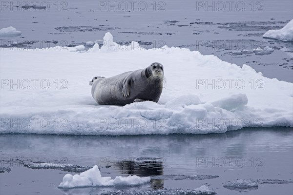 Bearded seal