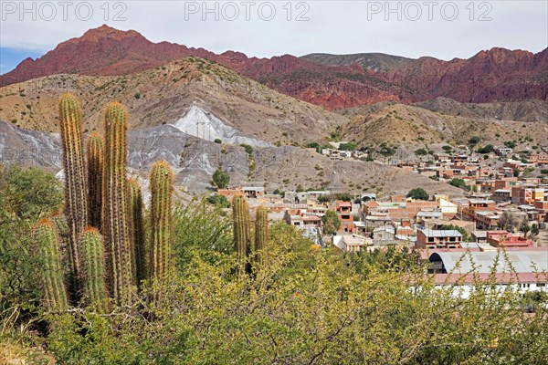 Cacti and aerial view over Tupiza