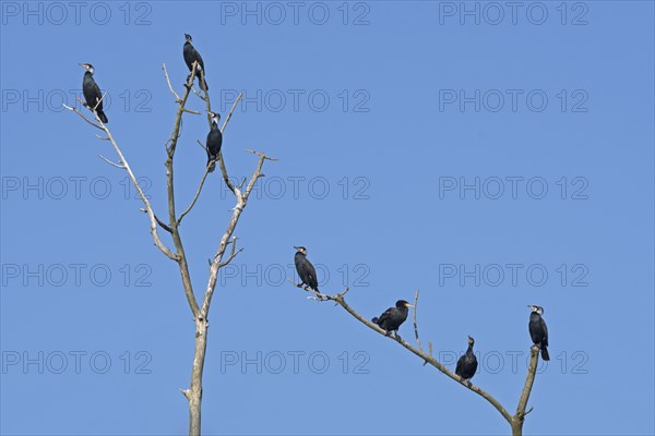 Colony of great cormorants