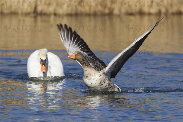 Territorial mute swan