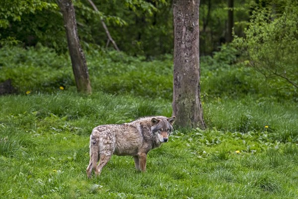 Lone European grey wolf