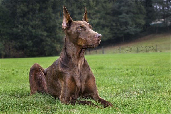 Doberman Pinscher