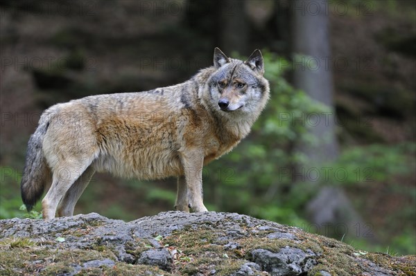 European Grey Wolf