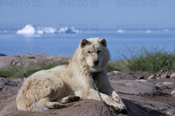 Greenland dog