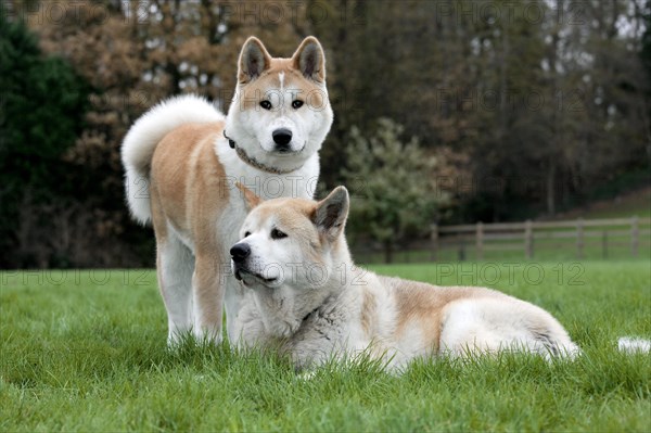 Akita Inu