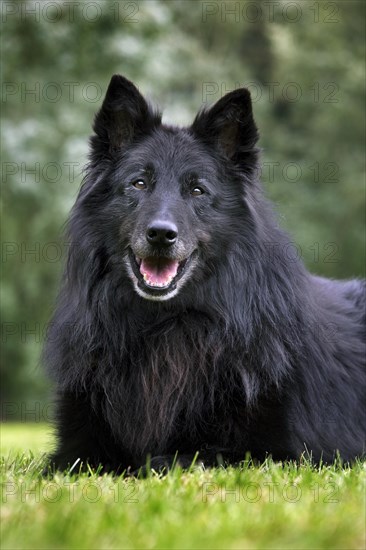 Belgian Shepherd Dog