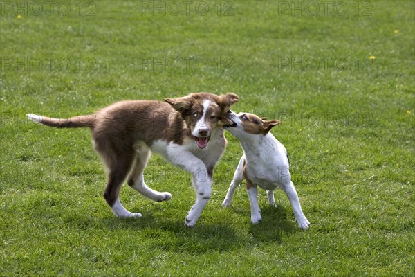 Smooth coated Jack Russell terrier and border collie pup