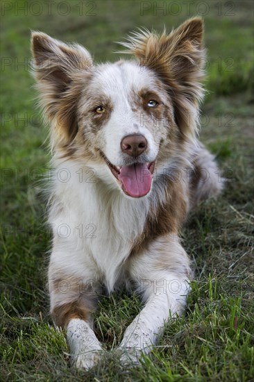 Red merle Border Collie