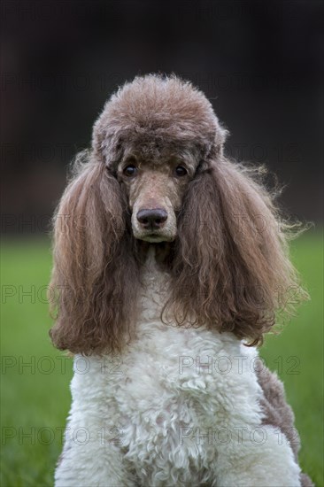 Harlequin poodle