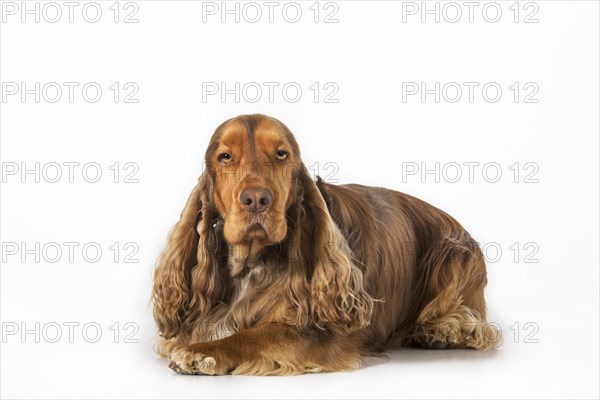 English Cocker Spaniel dog