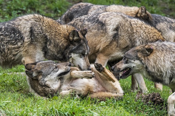 Submissive gray wolf