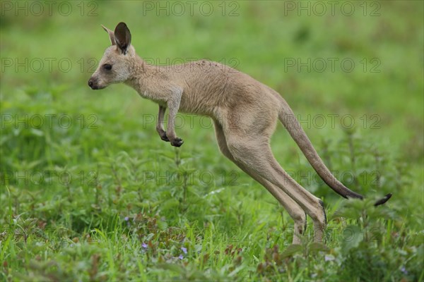 Eastern grey kangaroo