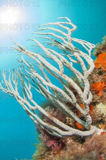 White gorgonian