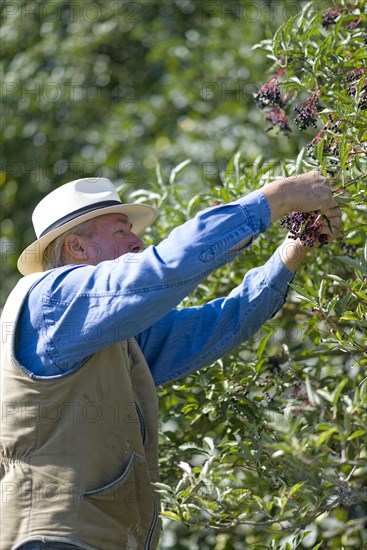 Farmer picking elderberry beer