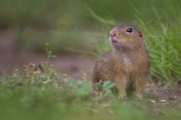 European ground squirrel