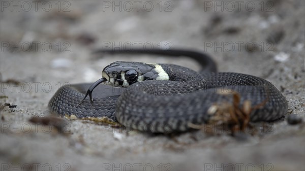 Grass snake