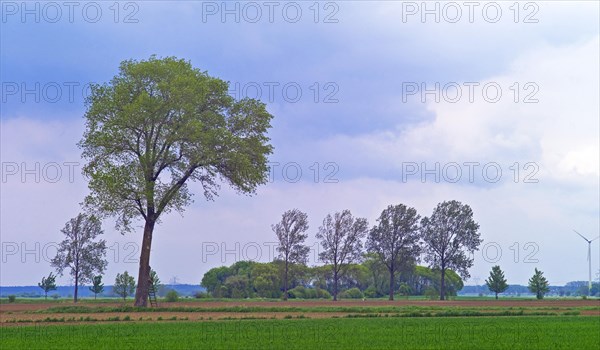 Dike hinterland in Neuenkirchen