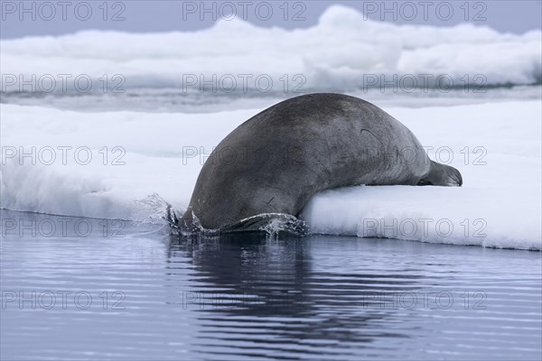 Bearded seal