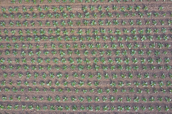 Aerial view over white cabbage field showing rows of Dutch cabbages