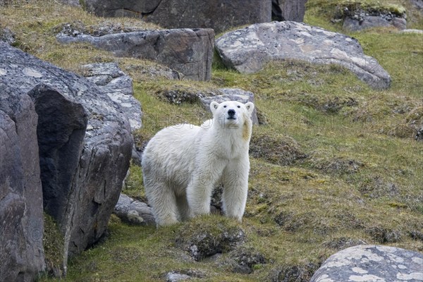 Solitary polar bear