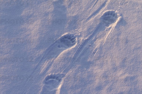 Polar bear