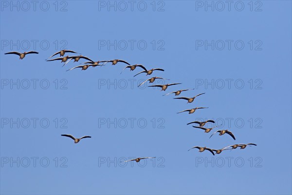 Flock of migrating greylag geese