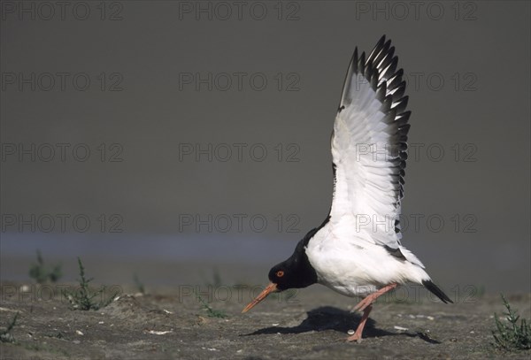 Pied oystercatcher