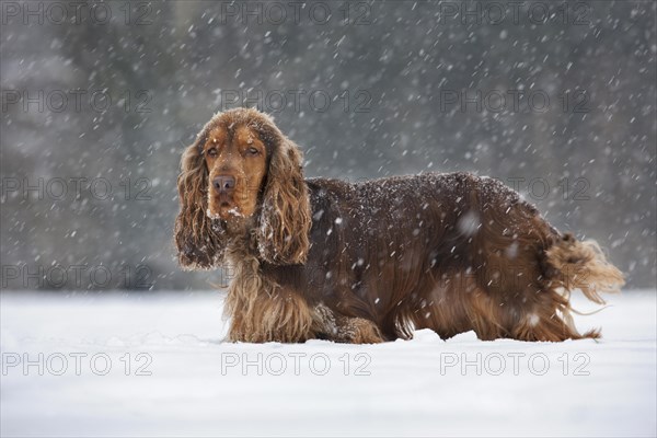 English Cocker Spaniel dog in the snow during snowfall in winter
