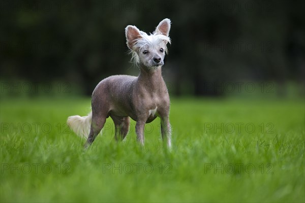 Chinese crested dog