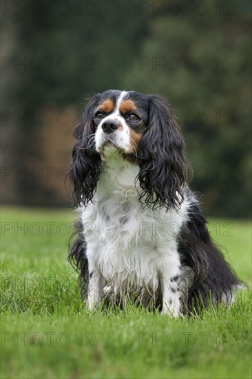 Cavalier King Charles Spaniel in garden