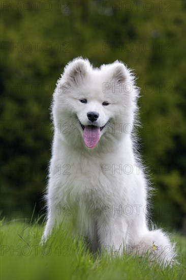 White Samoyed dog