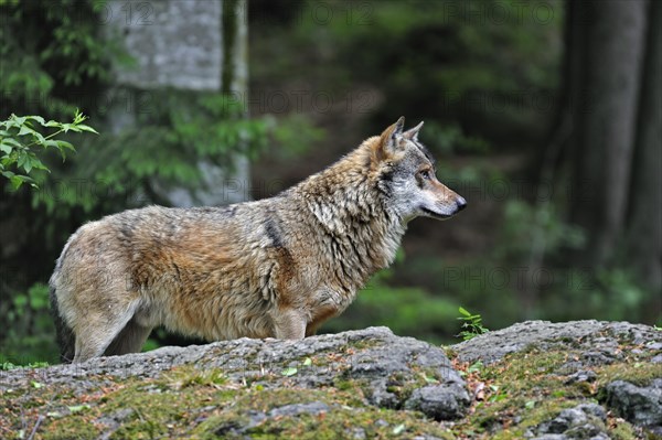 European Grey Wolf