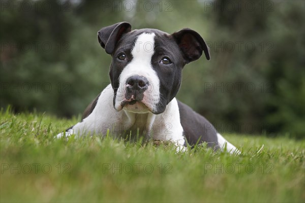 American Staffordshire terrier