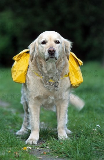 Golden retriever with bags