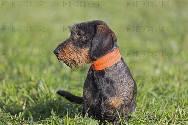 Wire-haired dachshund