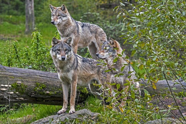 Wolf pack of three Eurasian wolves