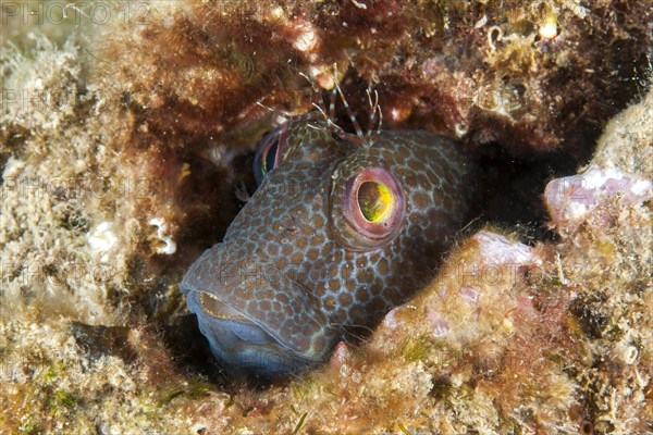 Fringe blenny