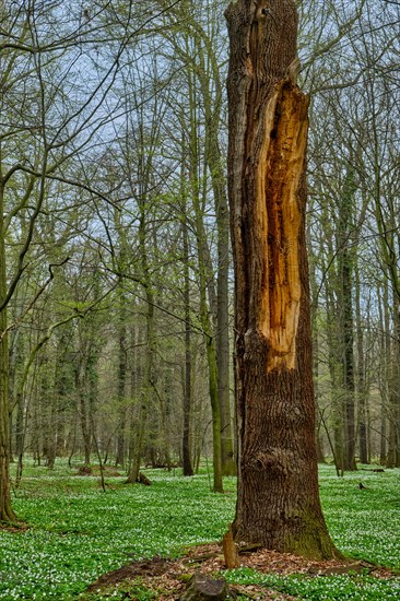 The Lasker Auenwald nature reserve in the Sorbian settlement area in spring