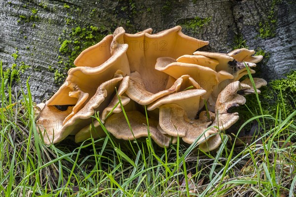 Giant polypore