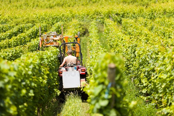 Grape grower harvests the grapes with his grape harvester