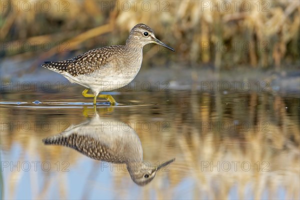 Wood Sandpiper