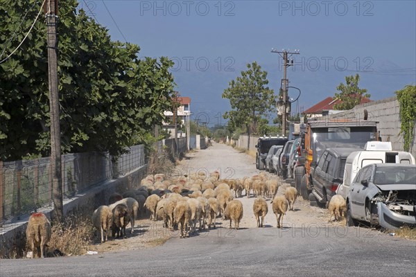Flock of sheep and car wrecks