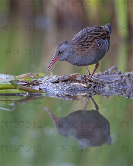 Water rail