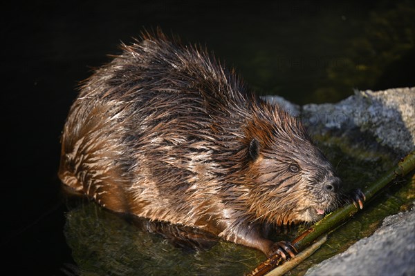 European beaver