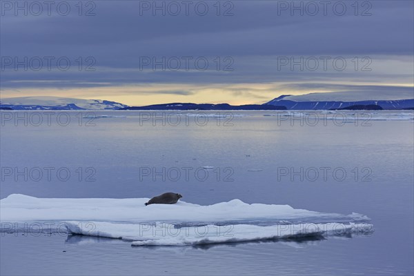 Bearded seal