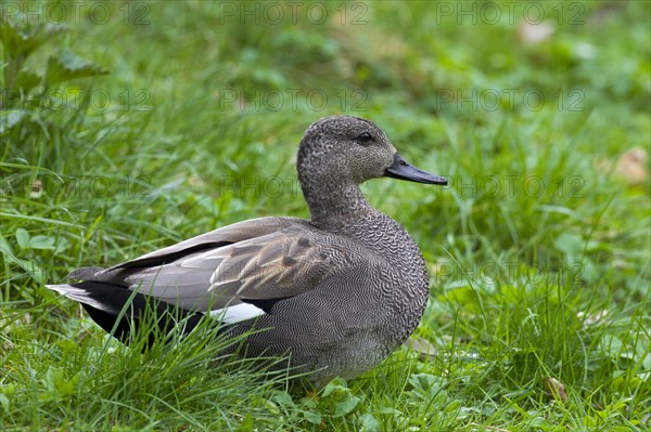 Gadwall