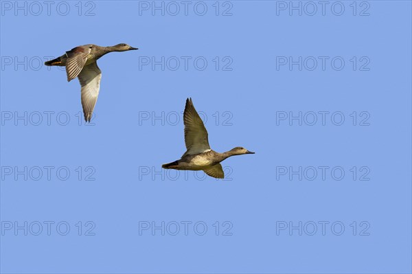 Two gadwall