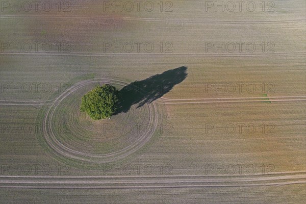 Aerial view over solitary common oak